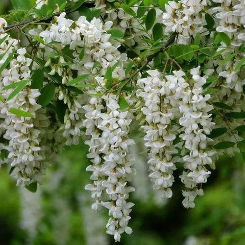 五月槐花香,探寻春日里的诗意芬芳”