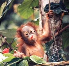 猩猩帮 1968,猩猩帮崛起与时代风云