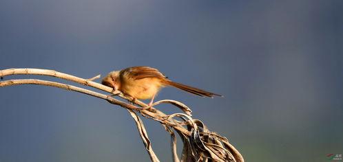 睡莺 第一季,梦回古风，探寻神秘古都之谜